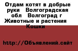 Отдам котят в добрые руки - Волгоградская обл., Волгоград г. Животные и растения » Кошки   